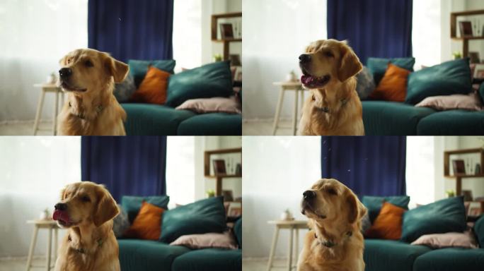 金毛猎犬吠叫特写。温顺的狗狗坐在客厅的地板上，看着镜头，摆姿势。快乐家养动物概念，最好的朋友，小狗在