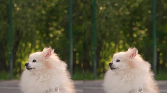 这只毛茸茸的漂亮的波美拉尼亚小猎犬和它的主人一起在操场上散步。有趣的动物