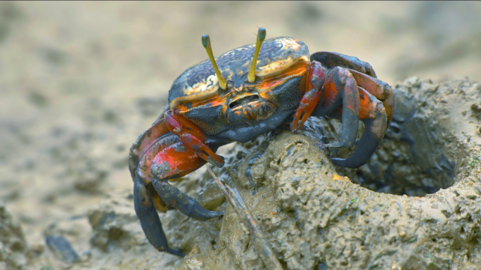 沙蟹海边螃蟹