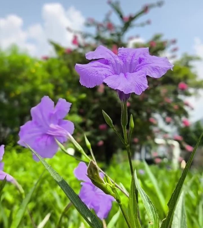 路边紫色鸢尾花手机随拍抖音快手素材 2