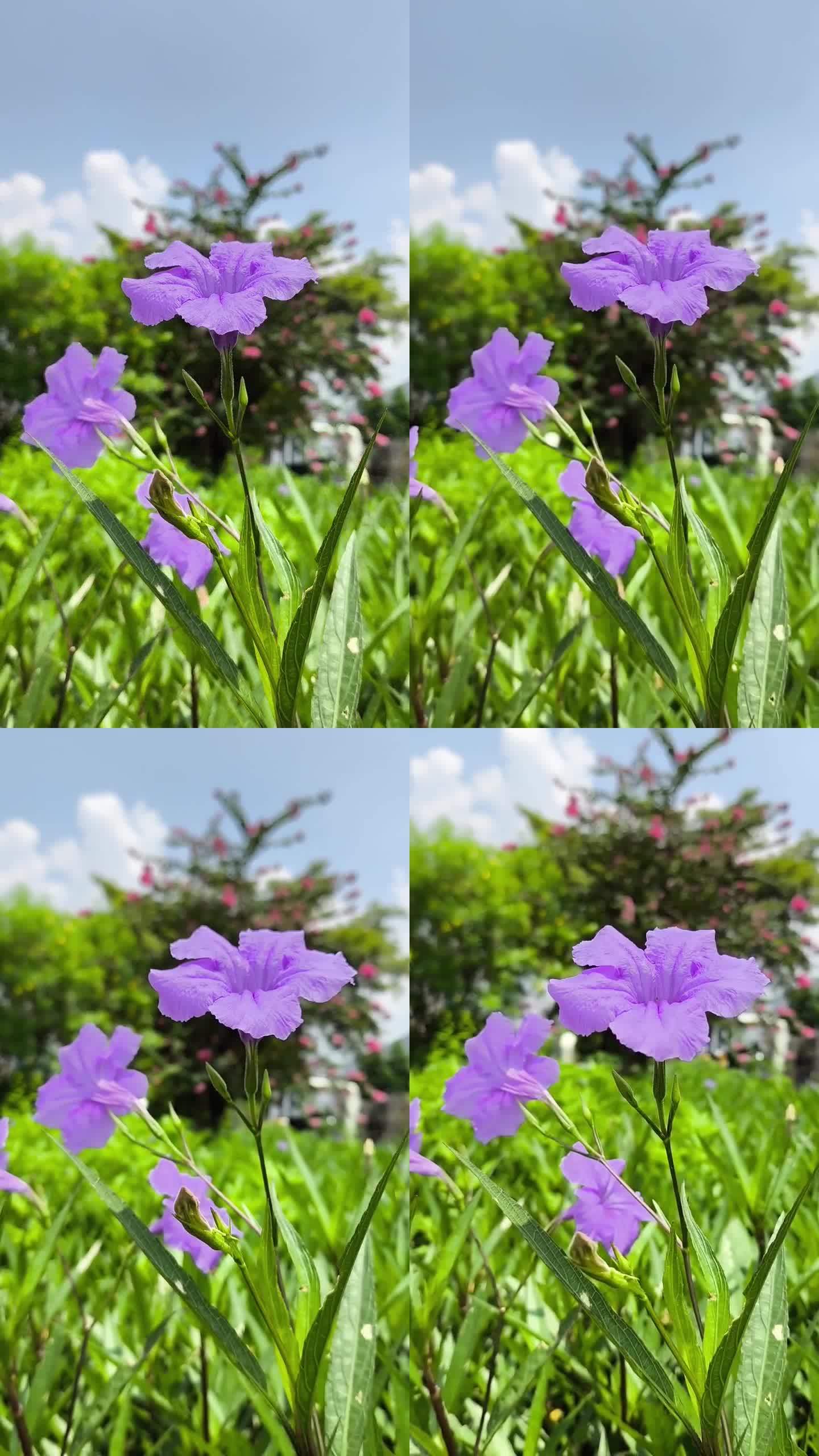 路边紫色鸢尾花手机随拍抖音快手素材 2