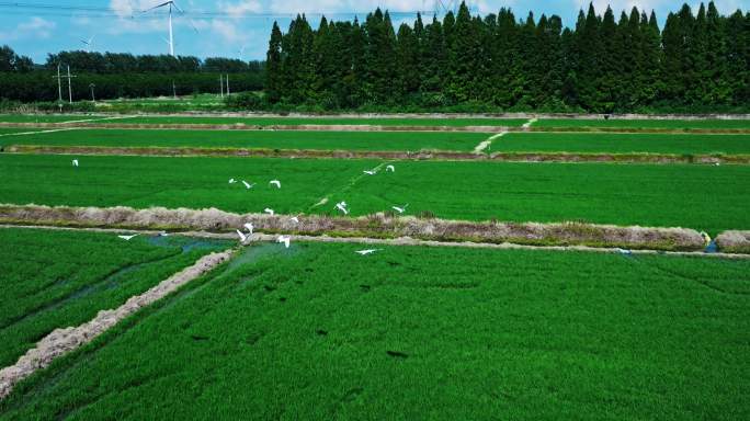 4K夏天稻田田野飞翔的白鹭 生态稻田白鹭