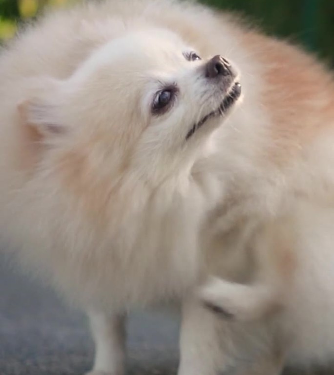 这只毛茸茸的漂亮的波美拉尼亚小猎犬和它的主人一起在操场上散步。有趣的动物