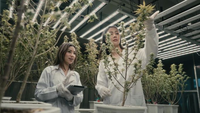 女性科学家在温室里一起分析成熟的大麻植物，突出了科学研究和植物学研究中的团队合作。