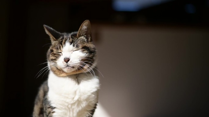一只老虎斑猫在阳光下打着哈欠