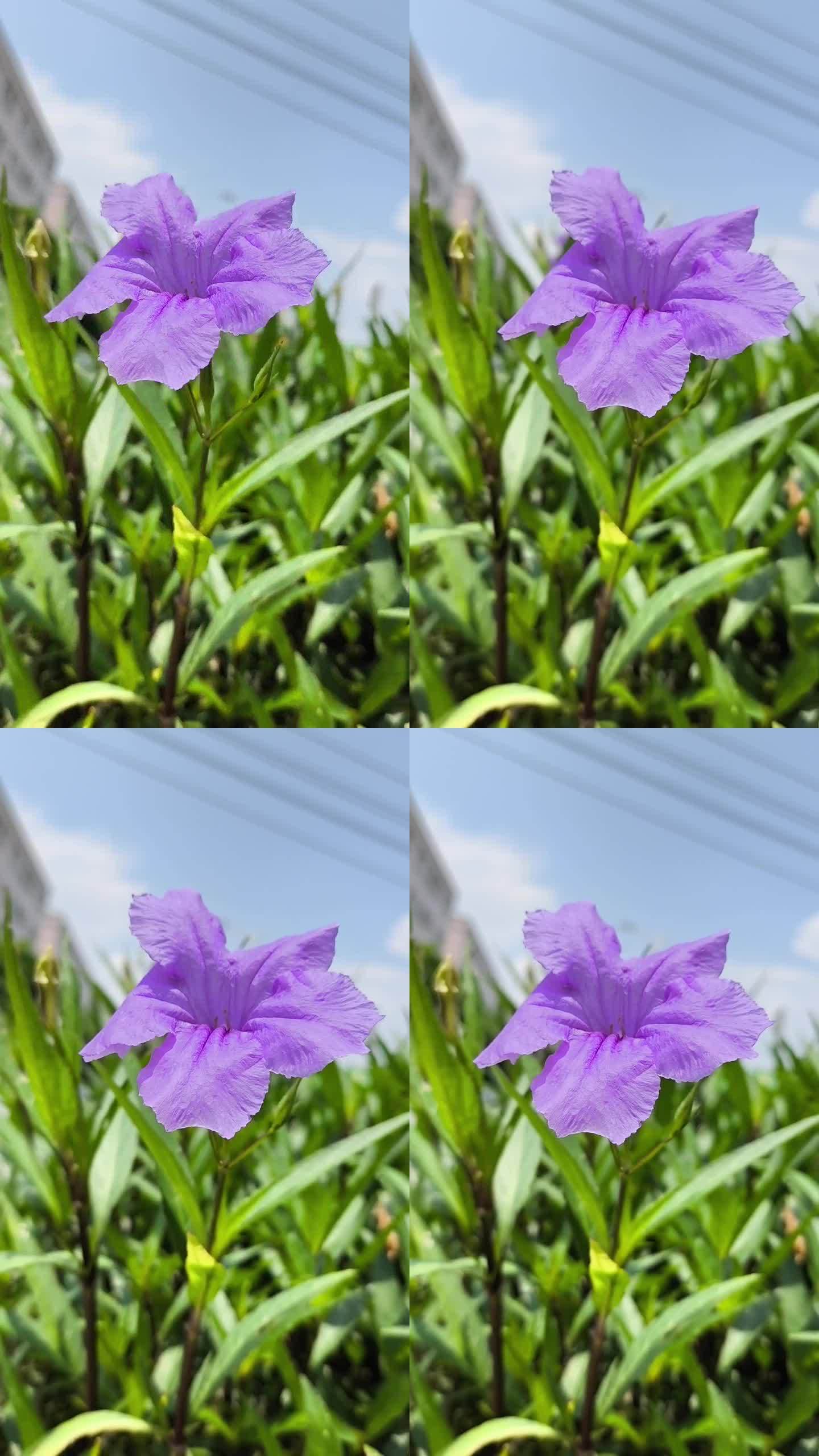 路边紫色鸢尾花手机随拍抖音快手素材