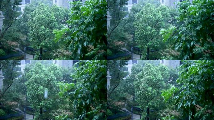 在暴风雨中摆动的树