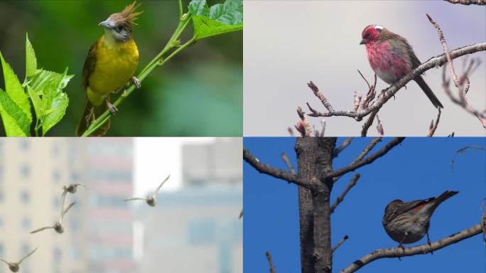一组鸟儿综合素材