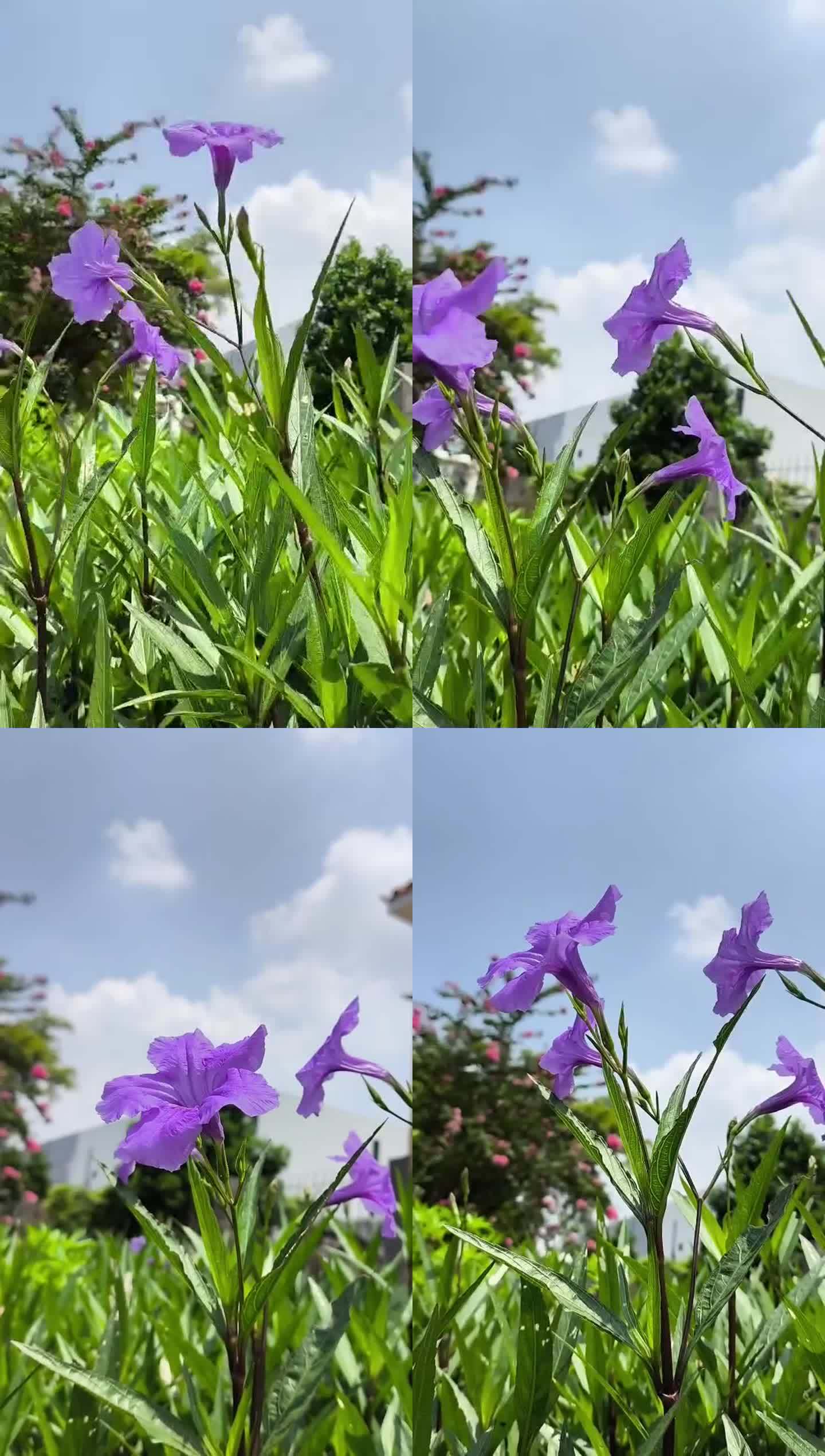 路边紫色鸢尾花手机随拍抖音快手素材