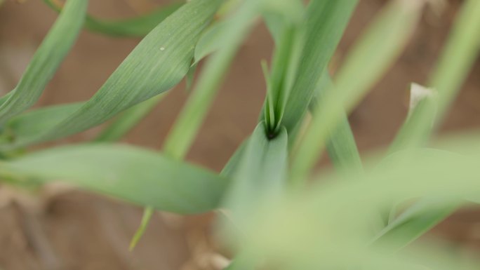 大蒜种植蒜苗