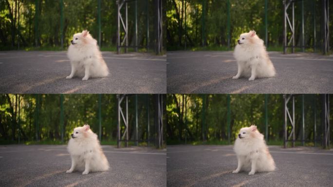 这只毛茸茸的漂亮的波美拉尼亚小猎犬和它的主人一起在操场上散步。有趣的动物