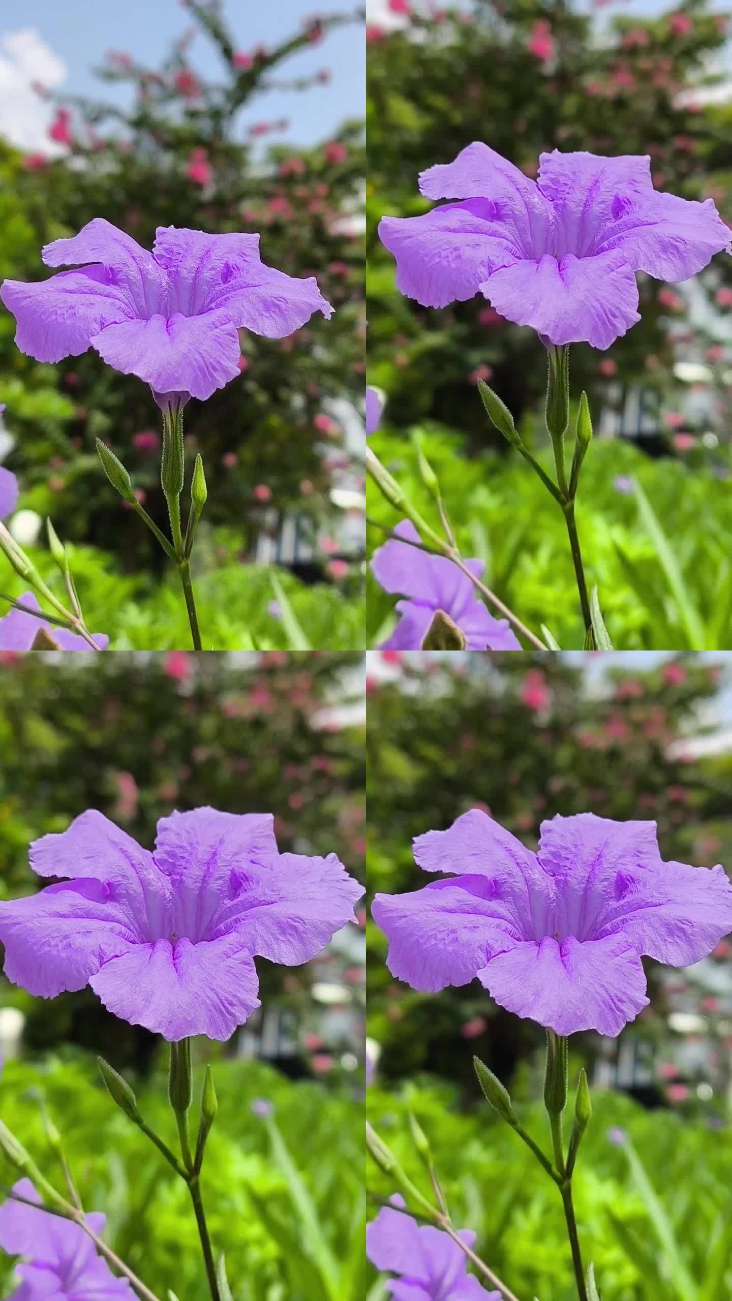 路边紫色鸢尾花手机随拍抖音快手素材