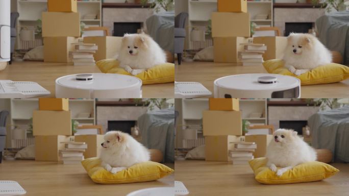 可爱的小波美拉尼犬舒适放松的狗在客厅清洁汽车机器人机器吸尘器清洁客厅地板的机器人吸尘器在家里搬迁满是