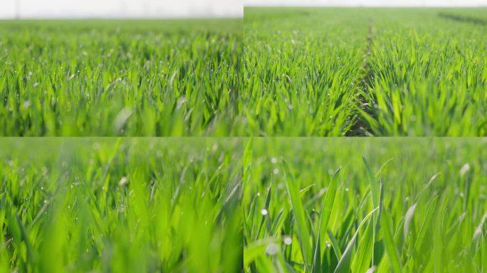 清晨麦苗上的露珠青青麦苗4K