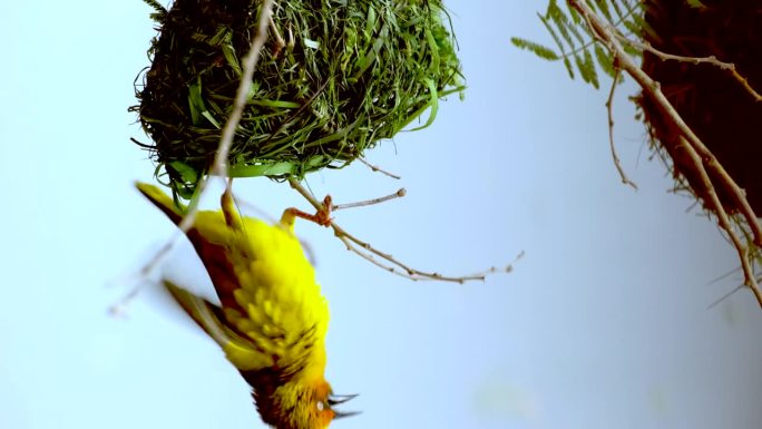 黄角织布雀(Ploceus capensis)倒挂着筑巢