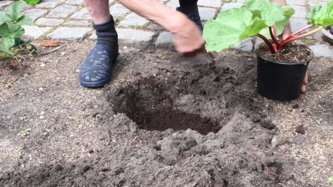 园丁将腐殖质添加到植物洞中并在其中种植大黄灌木，好奇的小猫在工作中观看主人，季节性春季园艺和农业概念