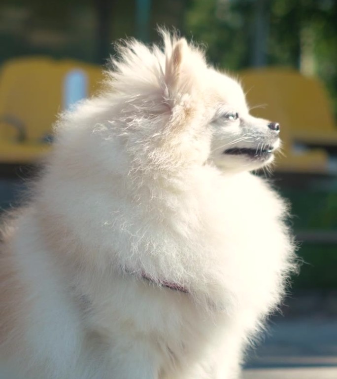 这只毛茸茸的漂亮的波美拉尼亚小猎犬和它的主人一起在操场上散步。有趣的动物