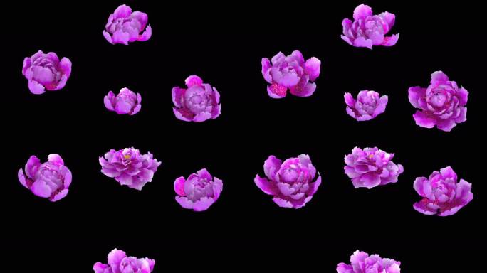 粉色牡丹花开国画牡丹写意牡丹