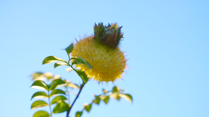 4k实拍刺梨果 刺梨榨汁 刺梨收购