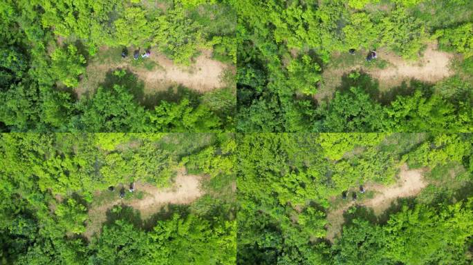 承德山林 航拍 山林 农村 杏树 漫山