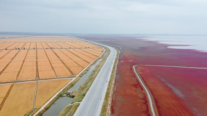 辽宁盘锦辽河入海口湿地红海滩红色碱蓬草