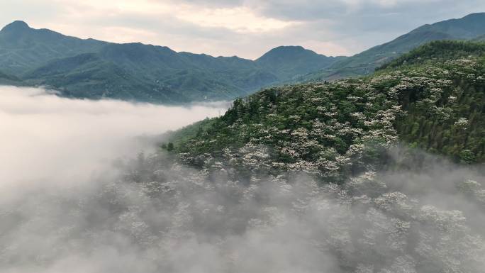 连绵群山绿，油桐花如雪，桐花童话