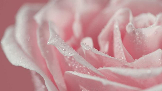 粉色玫瑰花空镜