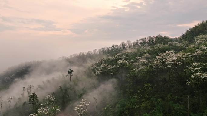 连绵群山绿，油桐花如雪，桐花童话