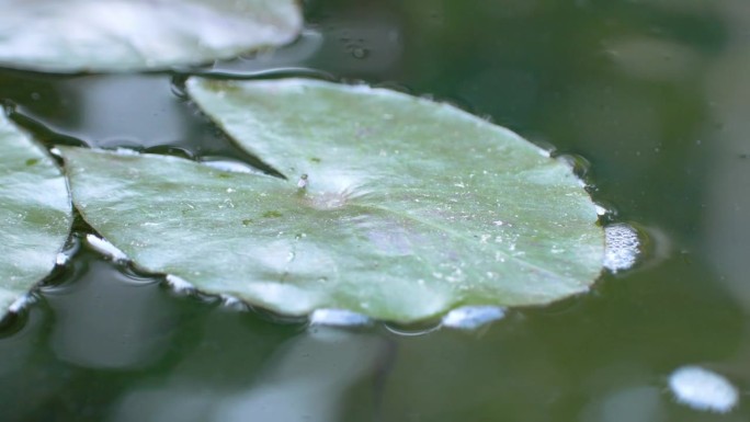 人工湖上面的荷叶为下面的小鱼提供了庇护