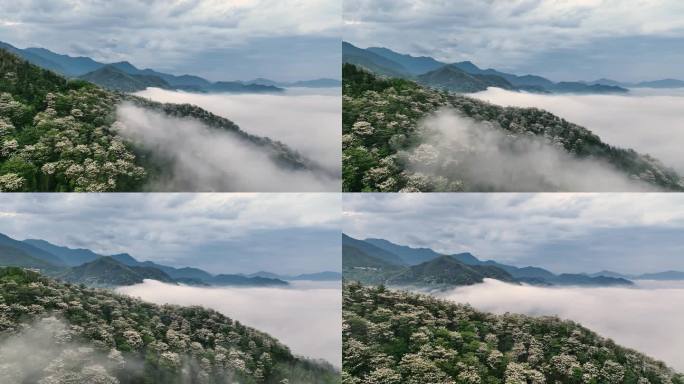 连绵群山绿，油桐花如雪，桐花童话