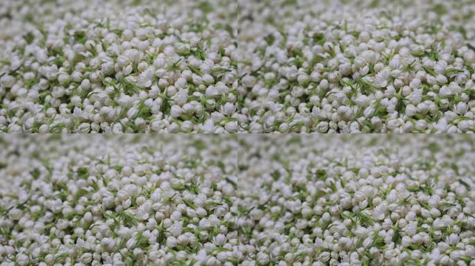 升格慢动作特写茉莉花与茉莉花茶制作