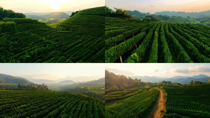 茶茶园茶山风光 航拍茶山 航拍茶园 茶田