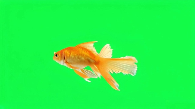 绿色屏幕上的动画金鱼。