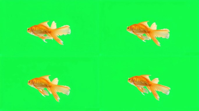 绿色屏幕上的动画金鱼。