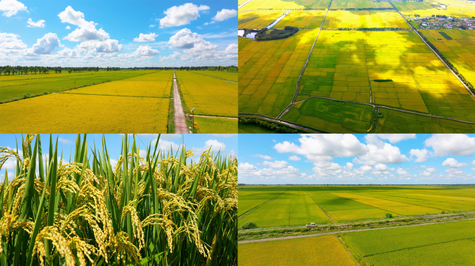 2024稻田东北大米航拍