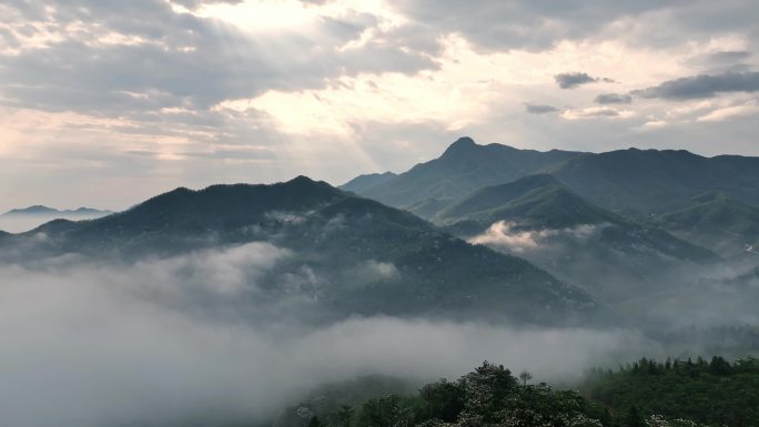 连绵群山绿，油桐花如雪，桐花童话