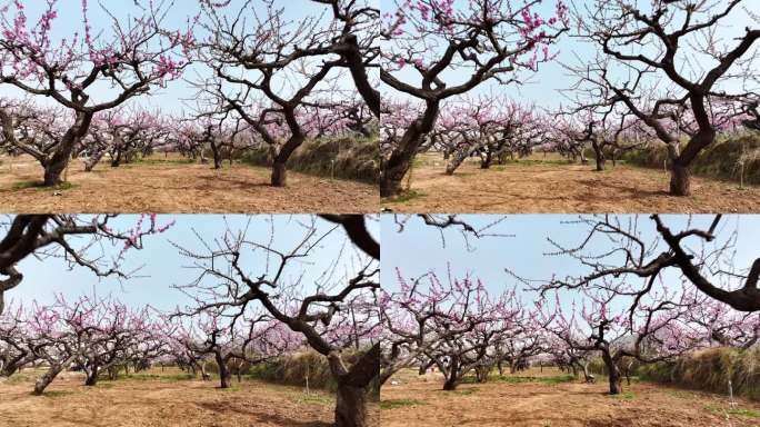 桃花盛开的春天