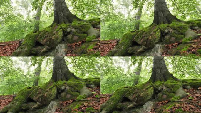 水从一棵大树的树根下的泥土里流出来