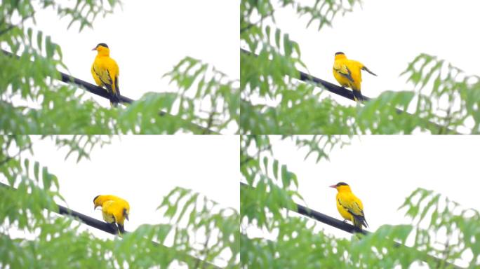 宛转悠扬，美妙动听，3分多钟黄鹂鸟叫声