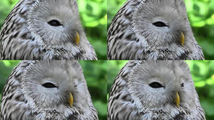 夏季森林中的乌拉尔猫头鹰(Strix uralensis)