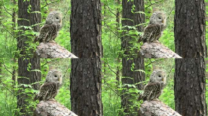 夏季森林中的乌拉尔猫头鹰(Strix uralensis)