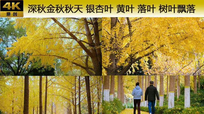深秋金秋秋天 银杏叶 黄叶落叶 树叶飘落