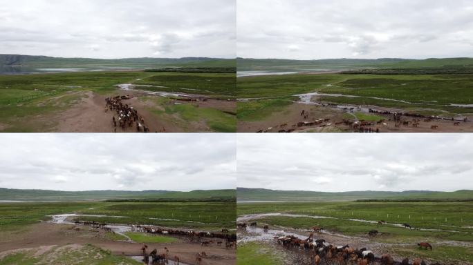 山丹军马场放马喝水航拍