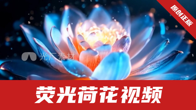 荧光荷花 夜色中荷花 荷花盛开