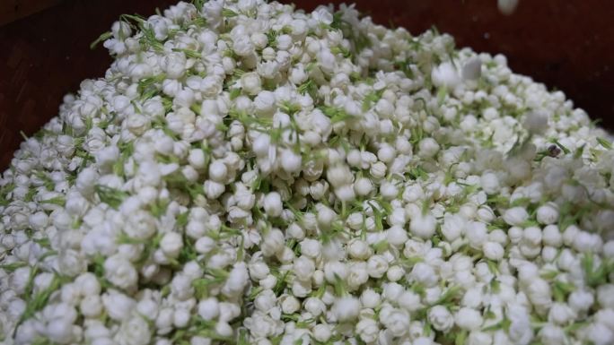 升格慢动作特写茉莉花与茉莉花茶制作