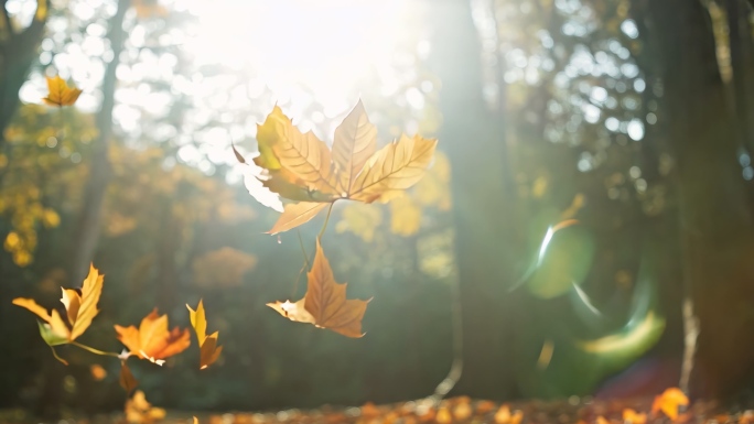 秋季秋天 秋收 霜 红叶 落叶