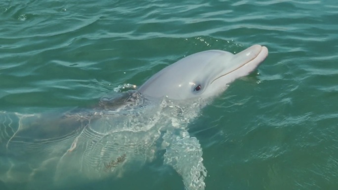 可爱的宽吻海豚在水下发声特写