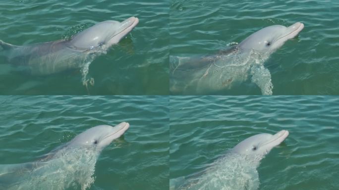 可爱的宽吻海豚在水下发声特写