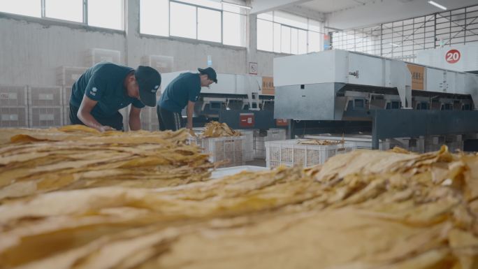 农业经济作物烟叶工厂烟叶人工装筐