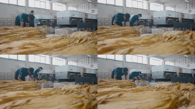 农业经济作物烟叶工厂烟叶人工装筐